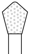 Diamond FG T2 Skooter 5/Pk
